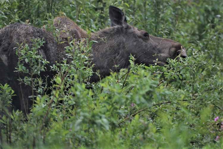 moose